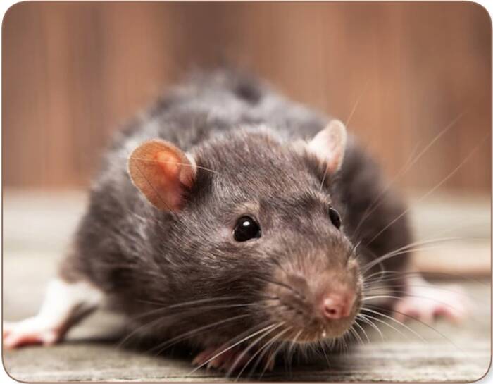 Common diseases spread by rats to humans