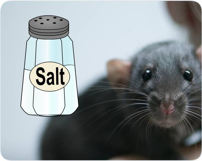 how do you kill rats with salt
