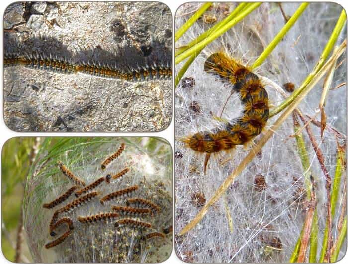 Are processionary caterpillars dangerous