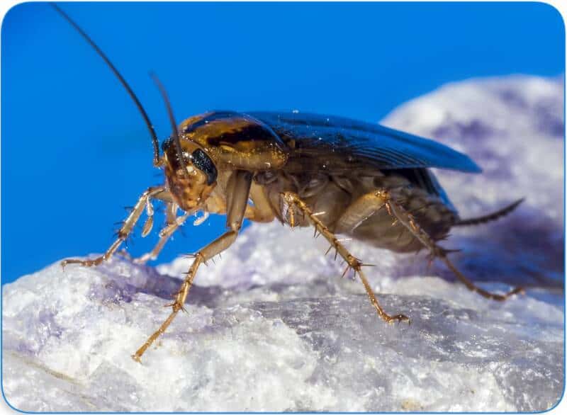 How Do Cockroaches Get Into Houses And Drains 