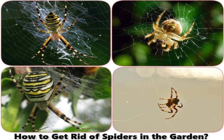 How to get rid of spiders in the garden