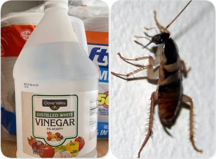 does roaches like vinegar