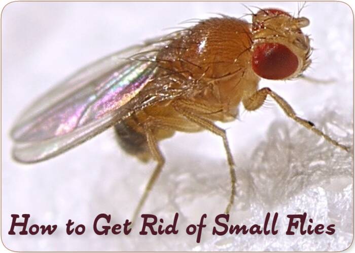 how to get rid of small flies
