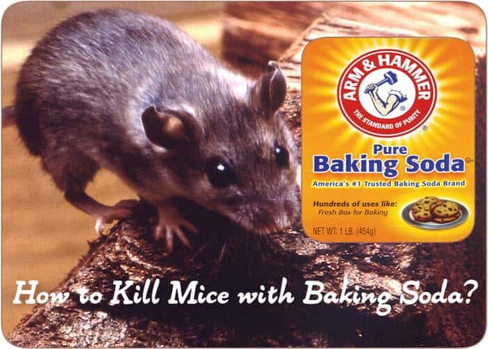 how to kill mice with baking soda