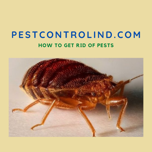 icon pestcontrolind.com