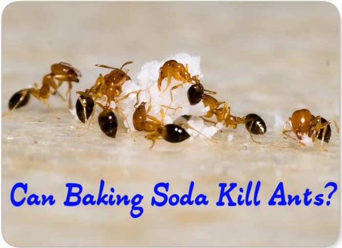 Can Baking Soda Kill Ants