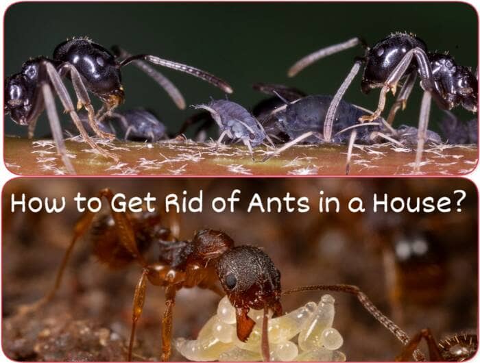 How to Get Rid of Ants in a House?