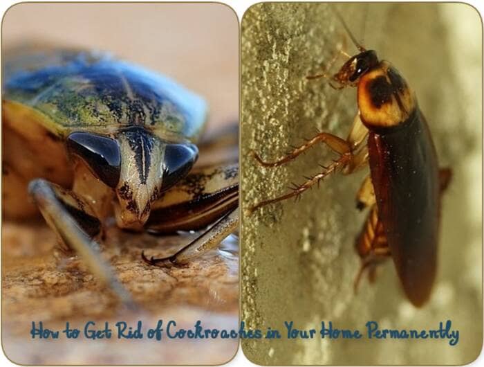 How to Get Rid of Cockroaches in Your Home Permanently