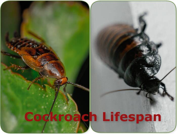 cockroach lifespan