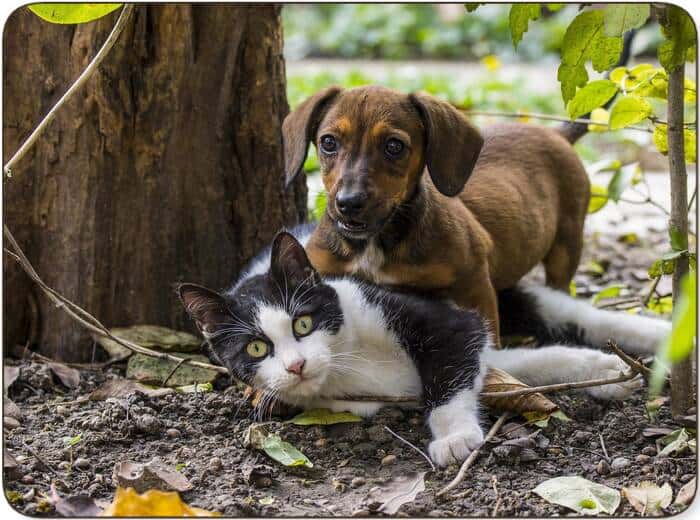 dangers of the processionary caterpillar for dogs and cats
