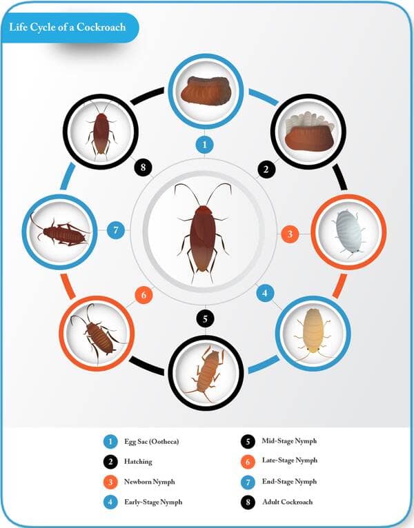 life cycle of cockroach diagram