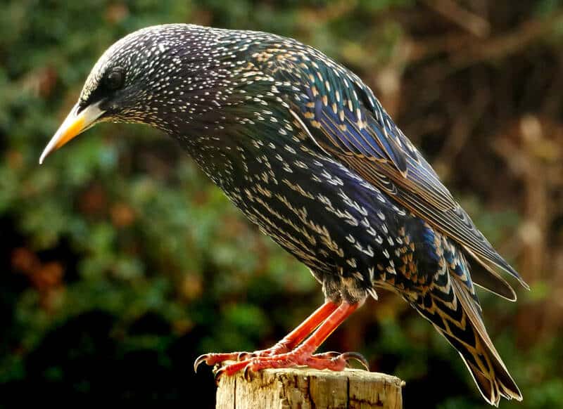 American Starlings