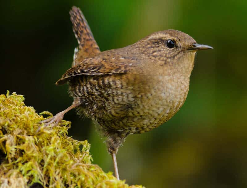 American Wrens