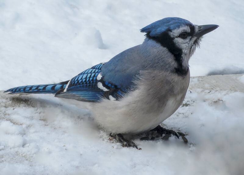 Bleu jay. Do birds eat wasps