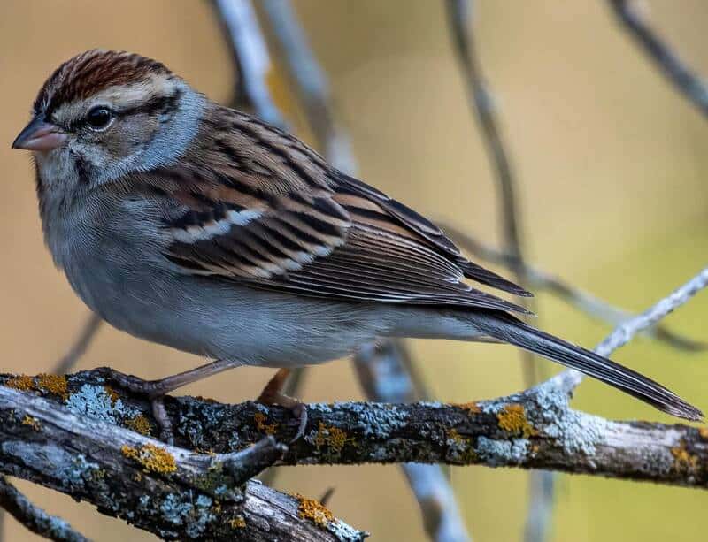 Chipping sparrows