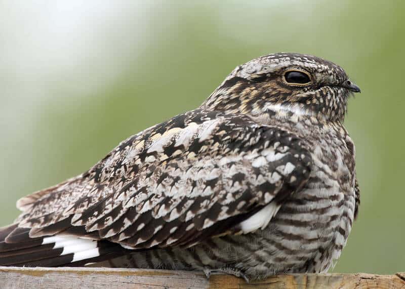 Common Nighthawks