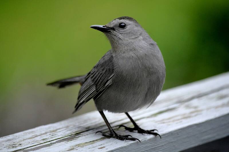 Gray Catbirds