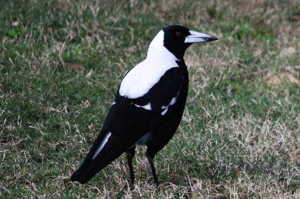 Magpies