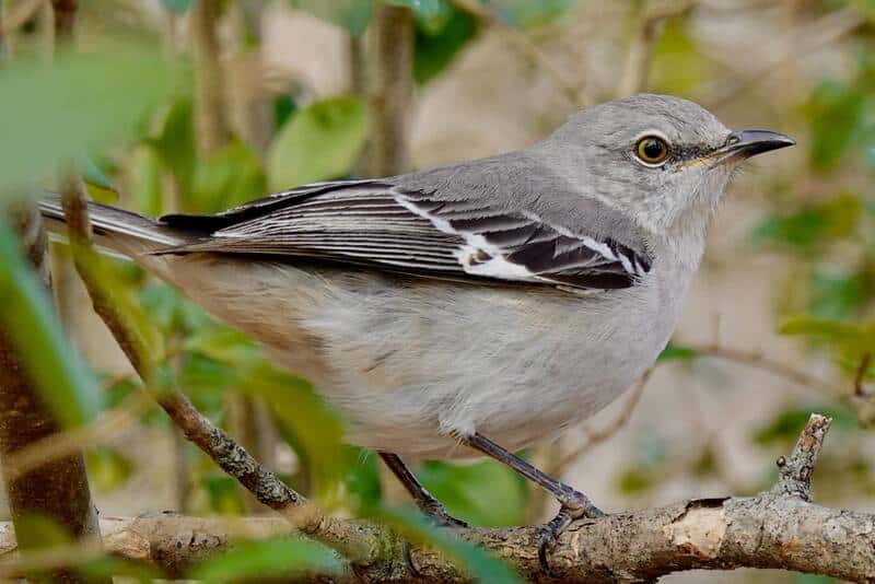 Northern Mockingbird