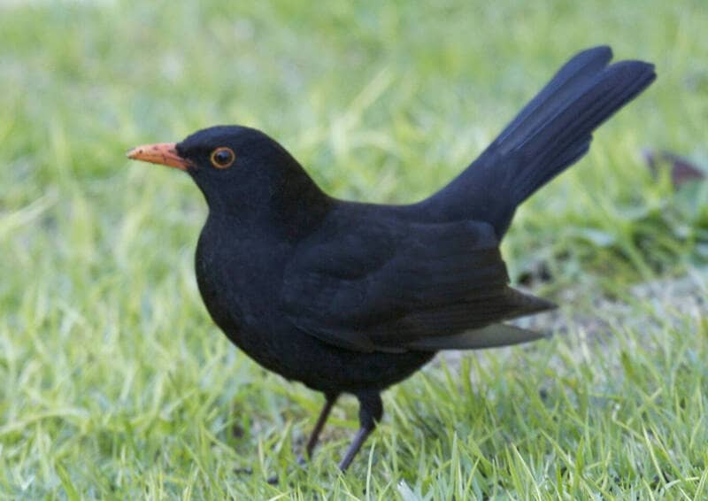 common blackbird