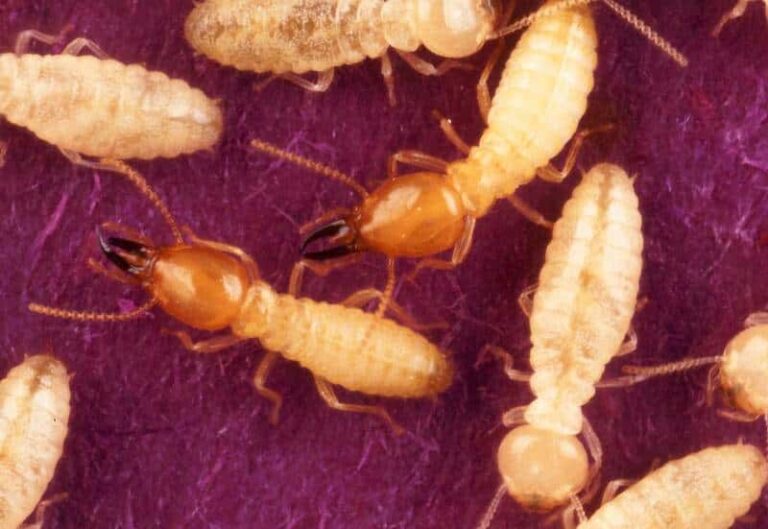 Do termites bite human skin