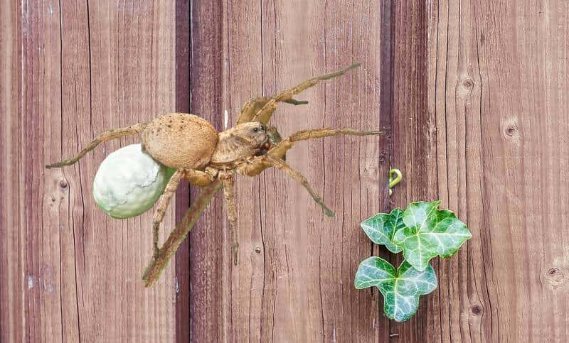 pregnant wolf spider infestation