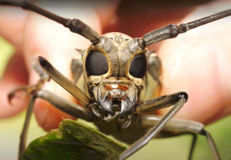 chirping longhorn beetle