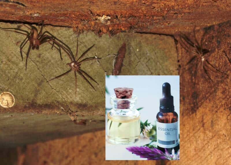 How to Use Essential Oils to Repel Spiders