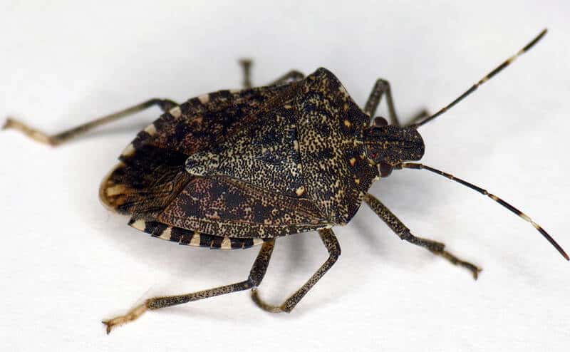 can stink bugs survive in water