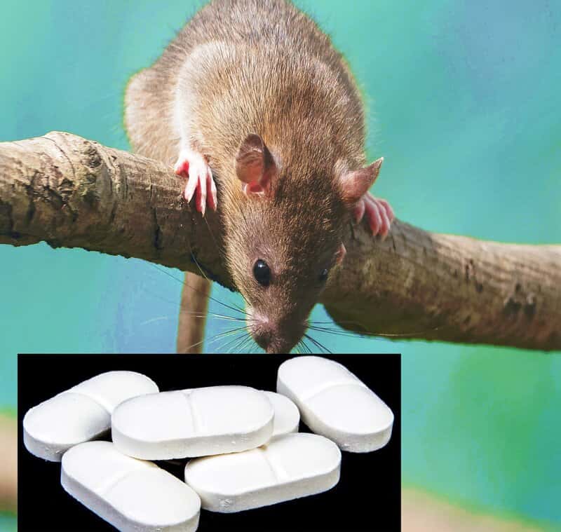 killing rats with paracetamol