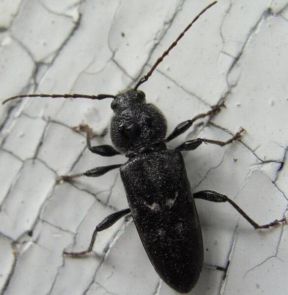 Hylotrupes Bajulus. The house longhorn beetle