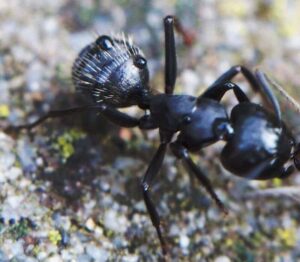 Little Black Ants: How to Get Rid of Them