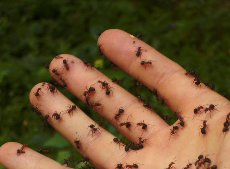 What Does It Look Like When An Ant Bites You