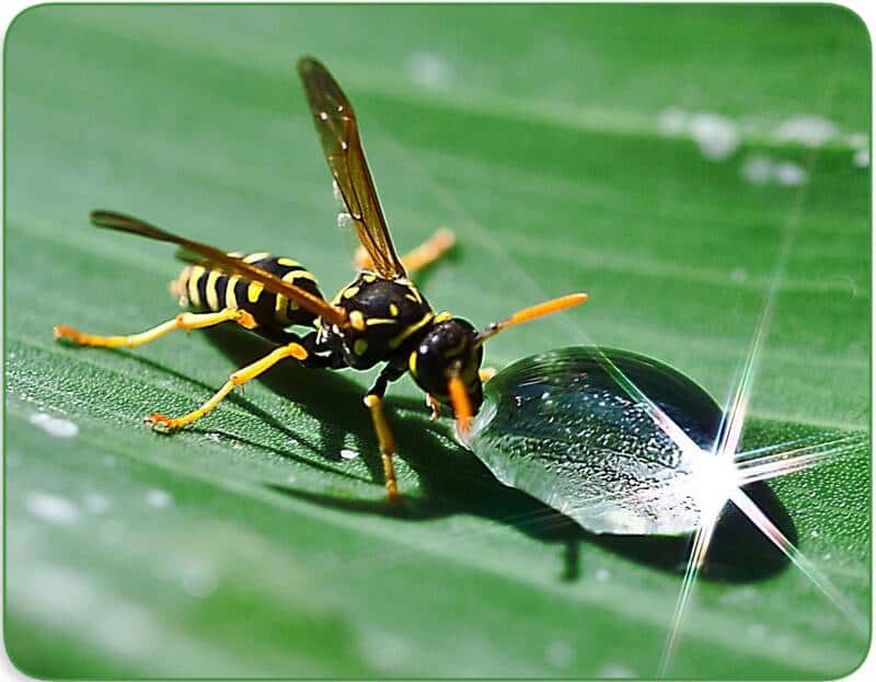 can wasps fly in the rain