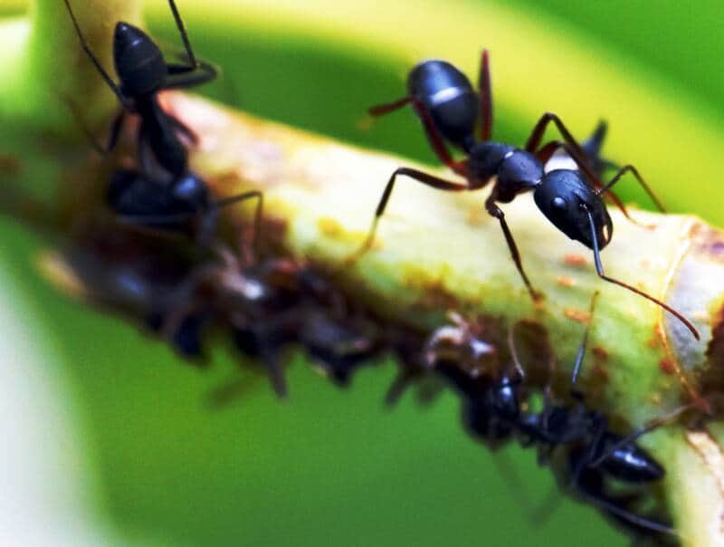 do black ants bite