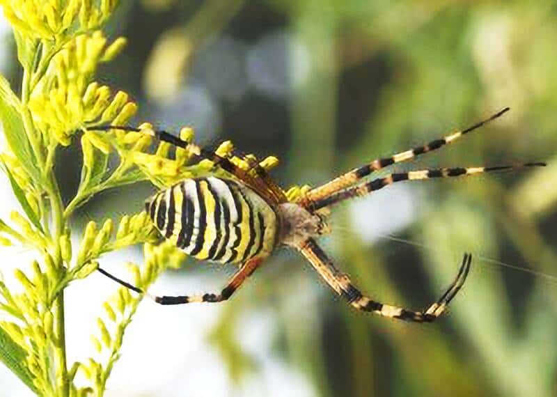 Is the black and yellow garden spider poisonous