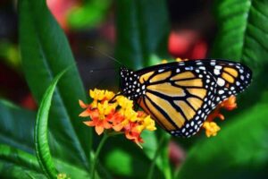 Do Butterflies Have Bones? How do Their Exoskeletons Work?